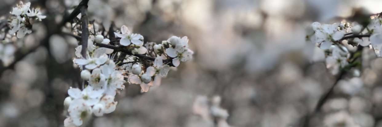 Charlottee_Anna's profile banner image