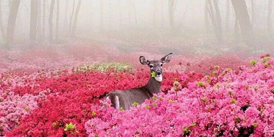 CamoHuntress's profile banner image