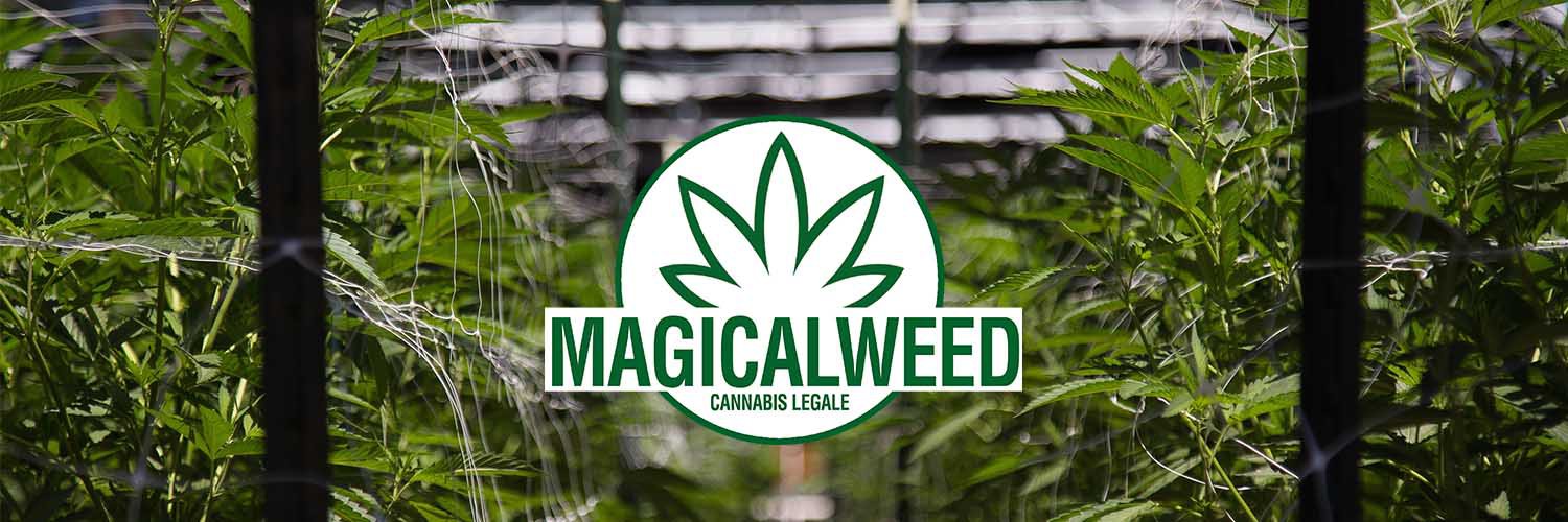magicalweed_it's profile banner image