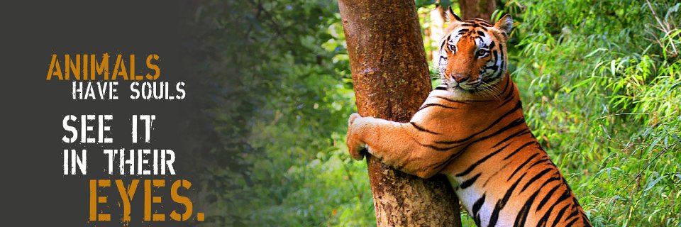 Corbett Tiger Reserve banner