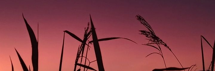 LilaFonsil's profile banner image