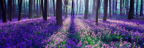 EllenBlomstrand's profile banner image