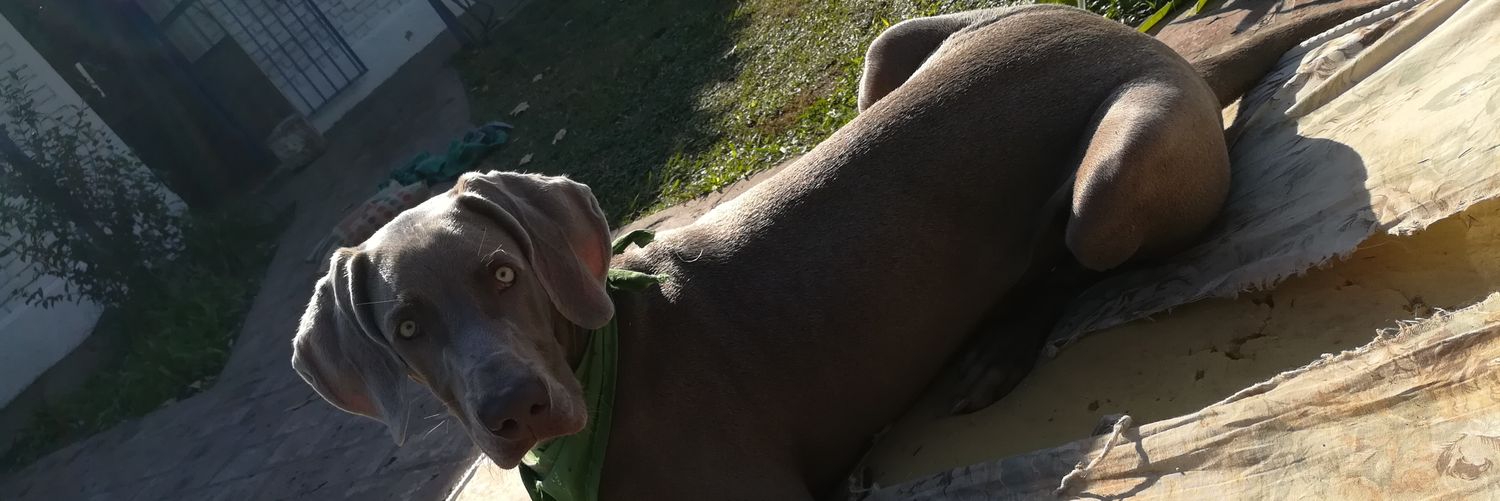 FernaaDelgado's profile banner image