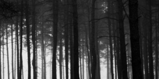 rabbitANDvictim's profile banner image