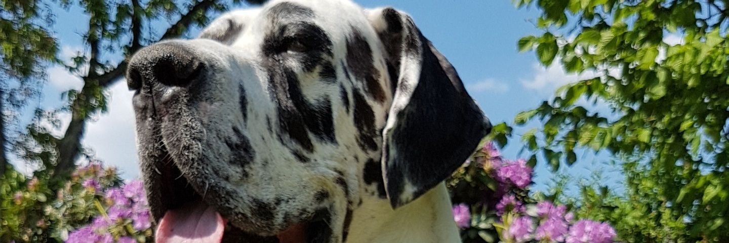 johanneevel's profile banner image