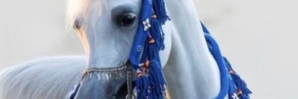SultanAlodaib's profile banner image