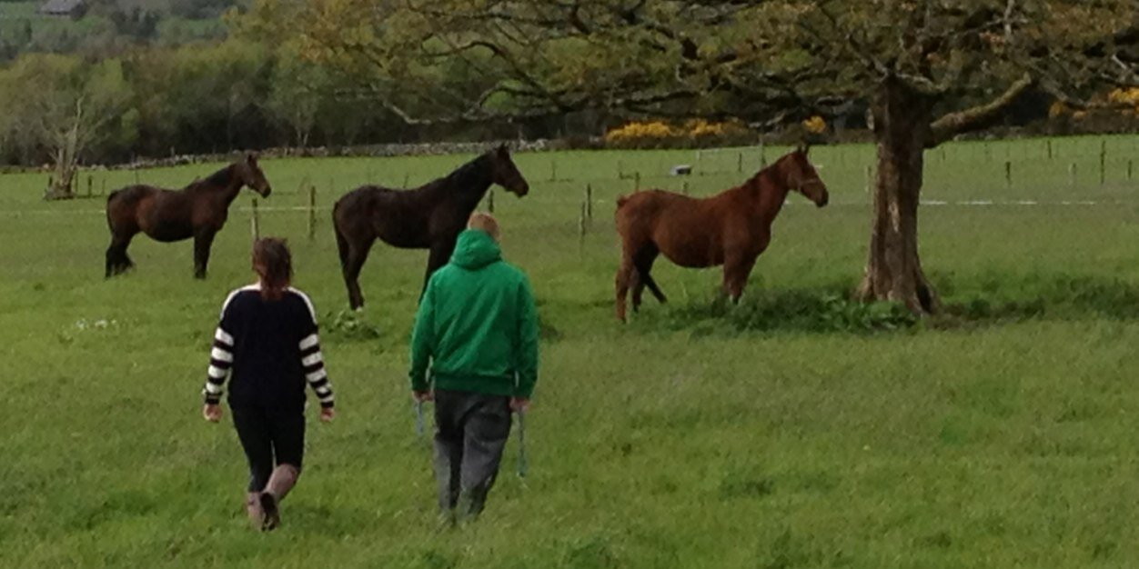 NireValleyStabl's profile banner image