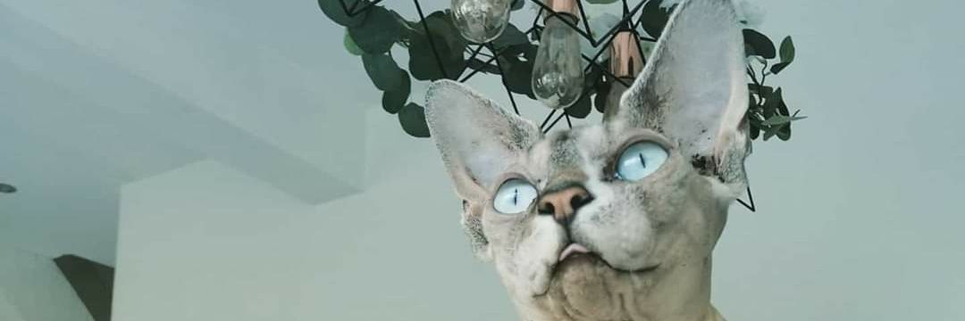 steviee_p's profile banner image