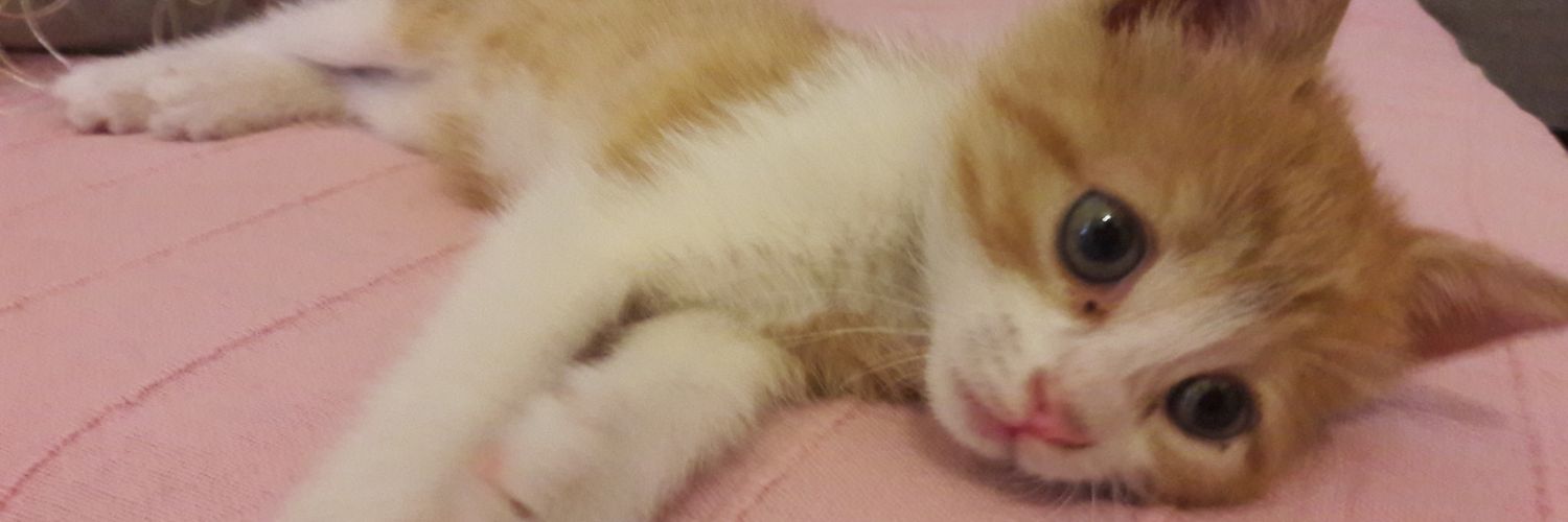 🐾MandyBoo🧶اماندا banner