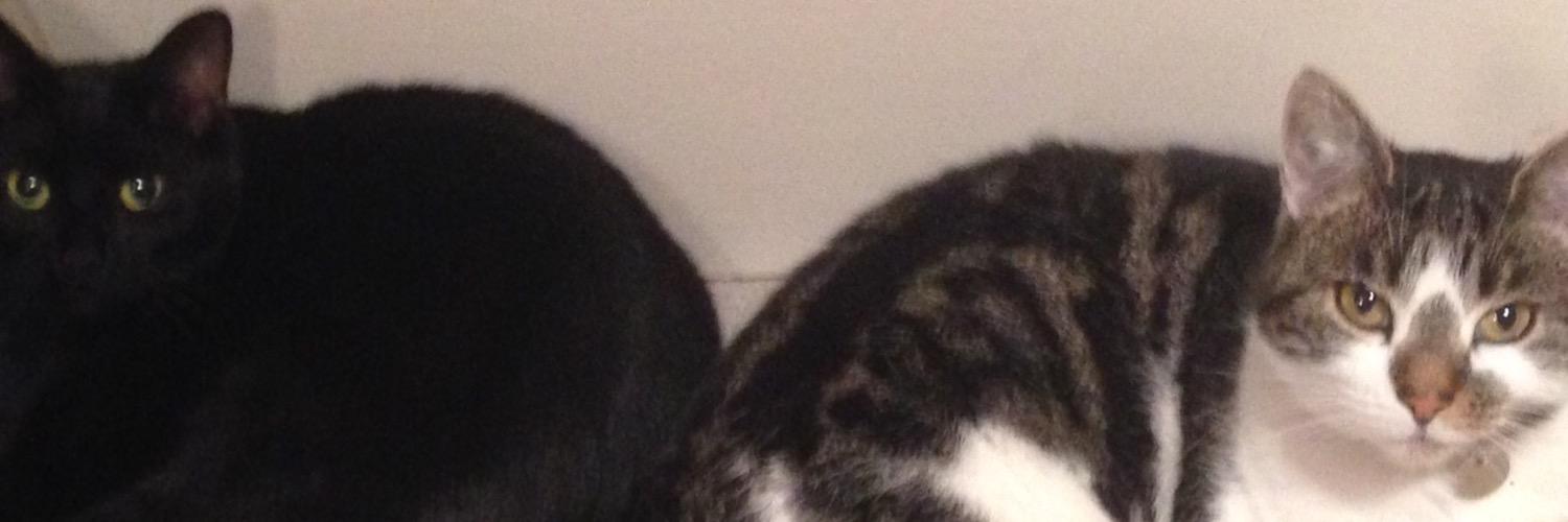 PrincessMattye's profile banner image