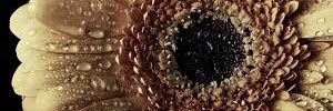 LabiosDeMiel_'s profile banner image