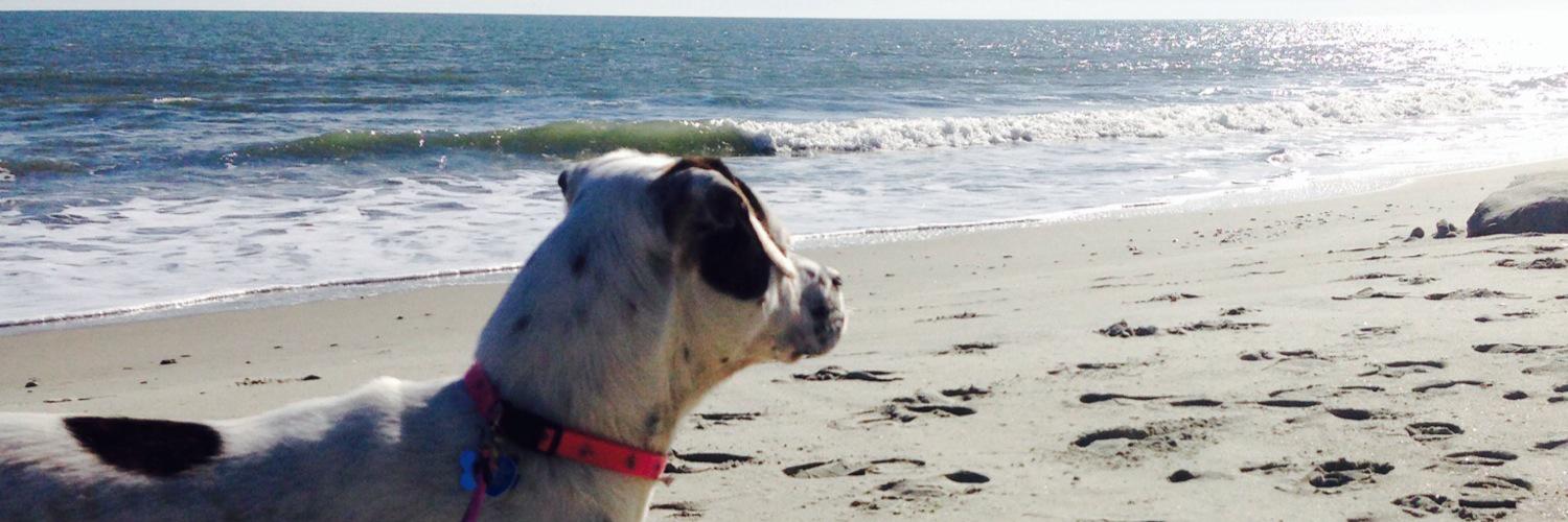 Sam Baumgarten banner