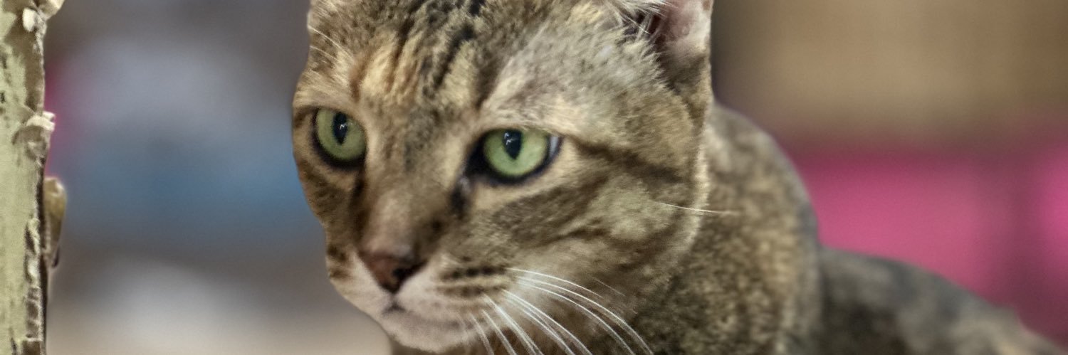 ChubbyNuch's profile banner image