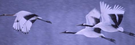 WanderingCrane's profile banner image
