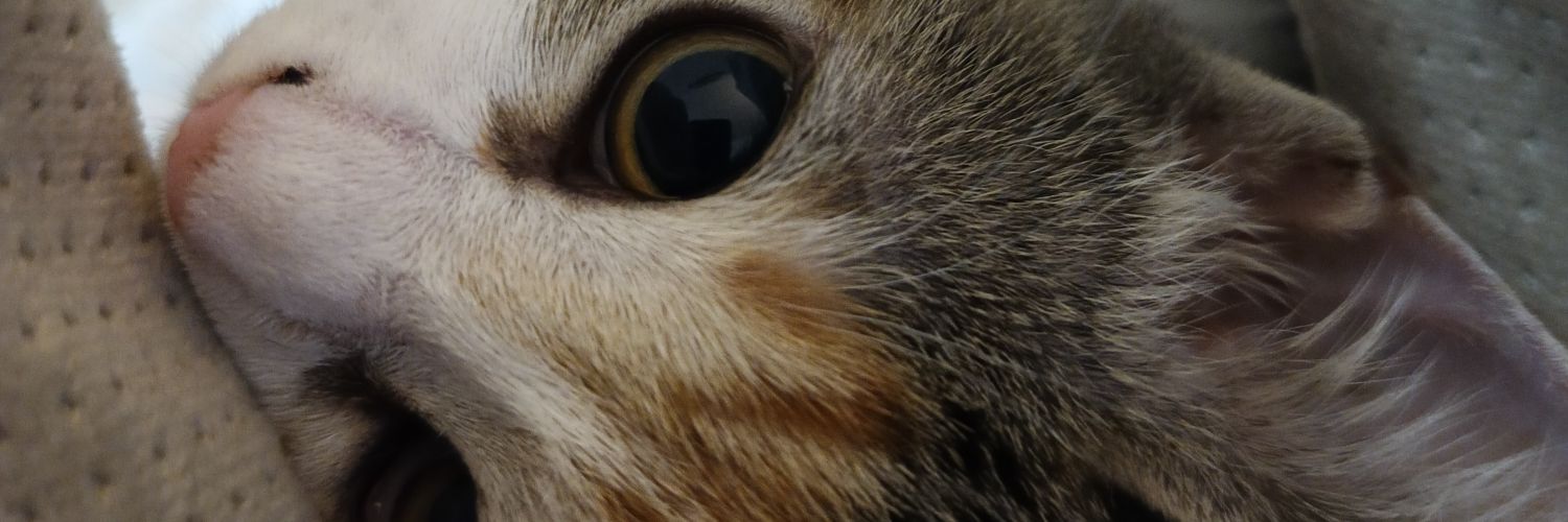 vanicaba's profile banner image