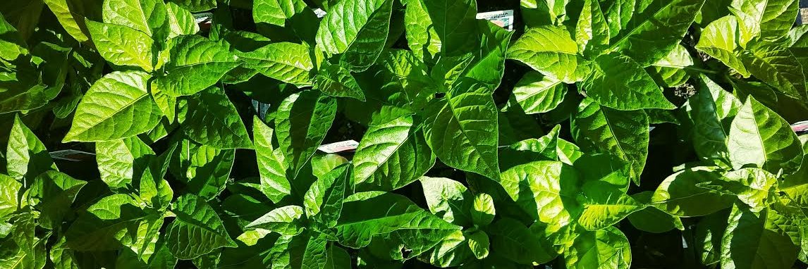 PuckerButt Pepper Co banner