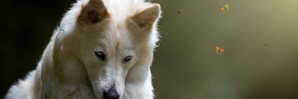 HLadue82's profile banner image