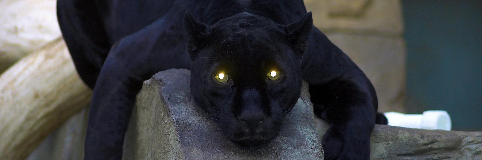 Montray Davis banner