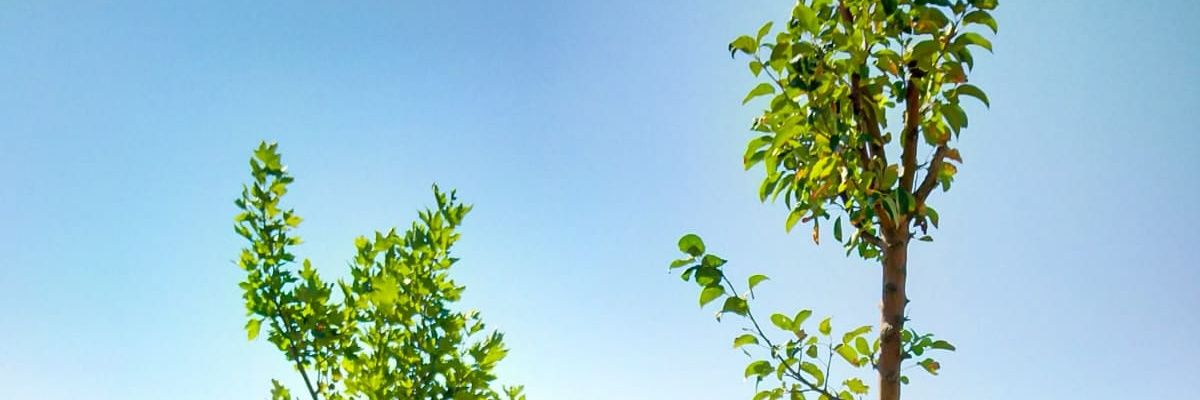vedatisiker's profile banner image