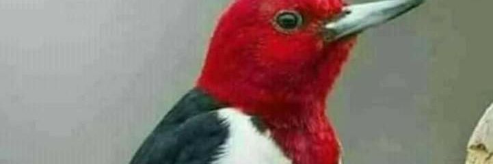 G1alal's profile banner image