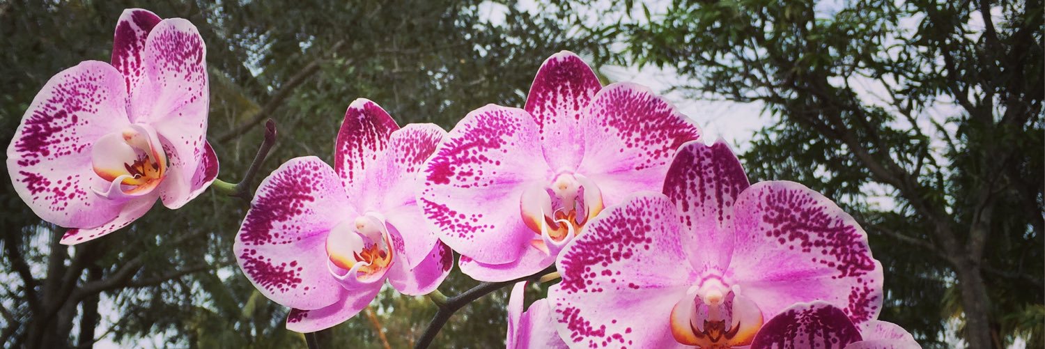 michelernob's profile banner image