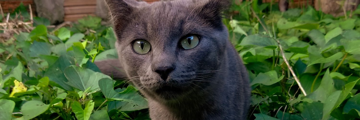RafaelaKohlhoff's profile banner image