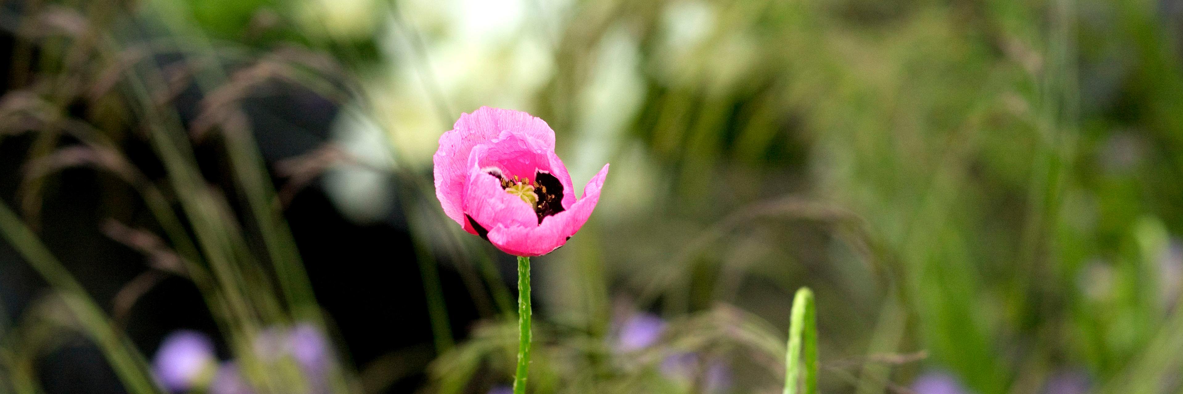 Thrift Landscapes banner