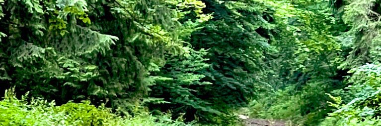 PedjaNePredrag's profile banner image