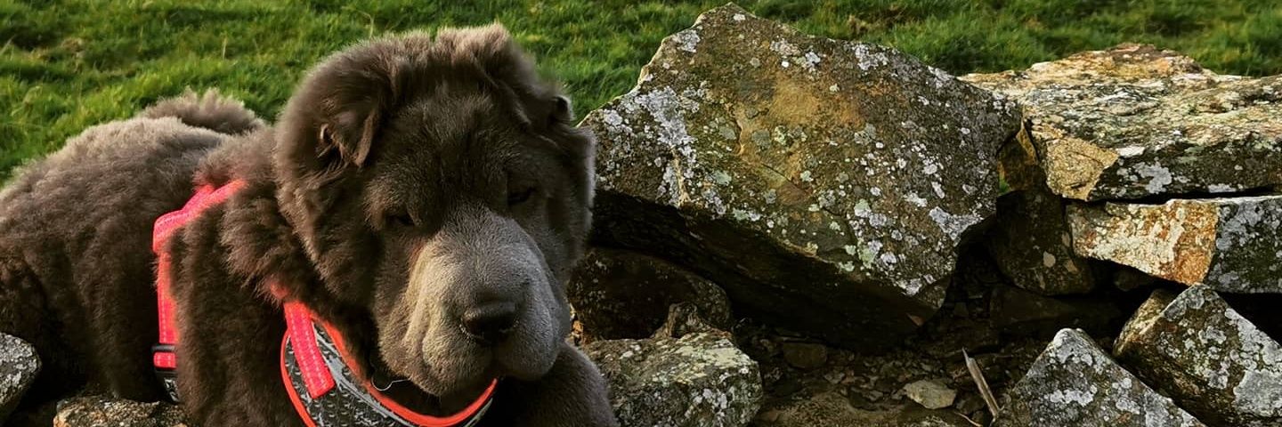 Grant Cavanagh banner