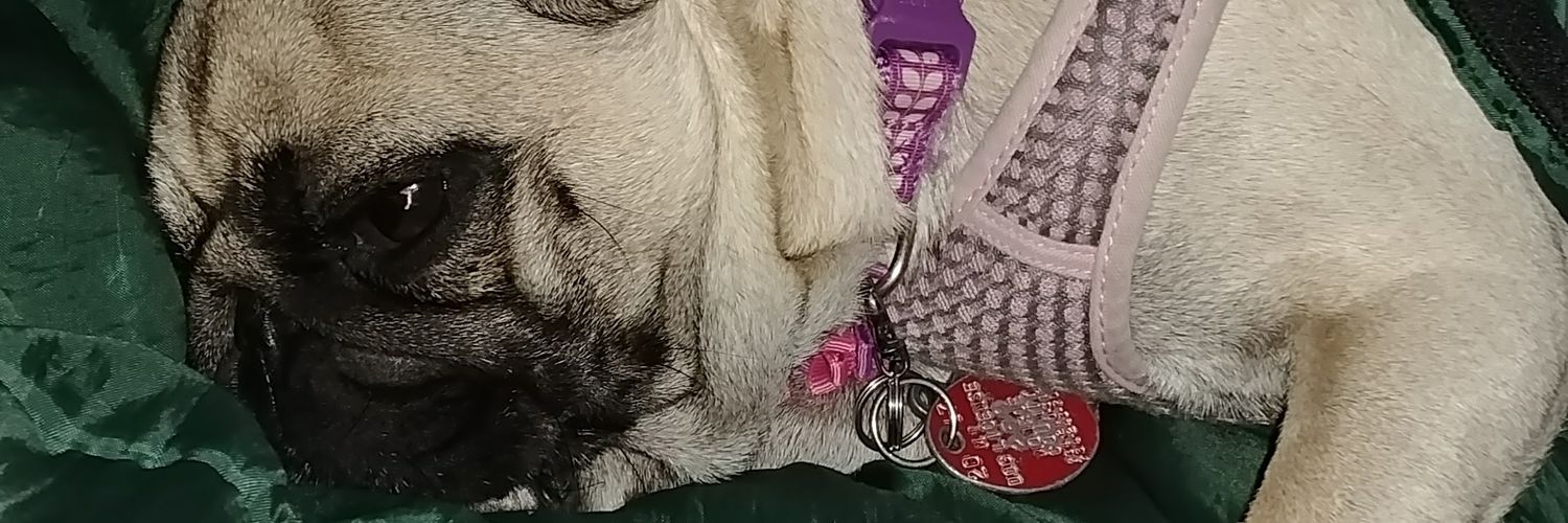 puggy_vida's profile banner image