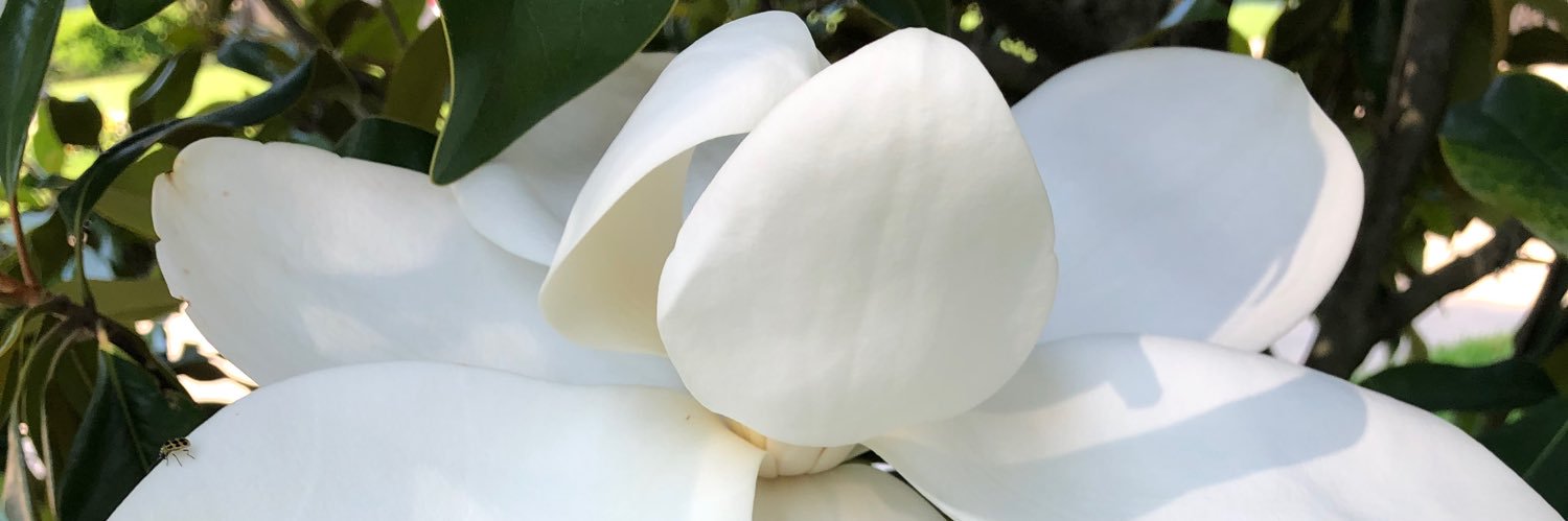 Angela Catic (she/her/hers) banner