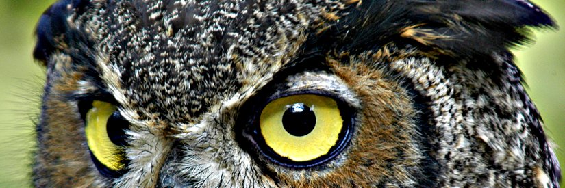 🦉's banner