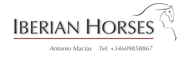 iberianhorses's profile banner image
