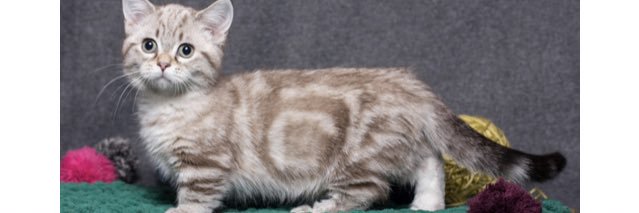 Mspcat1's profile banner image