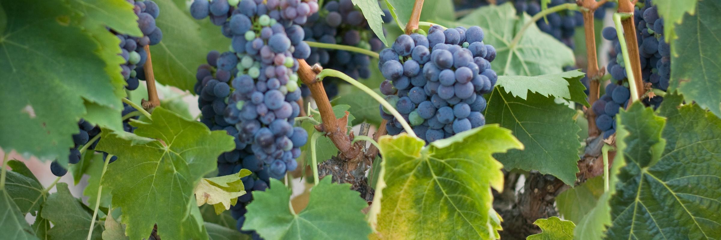 Mitchell Katz Winery banner