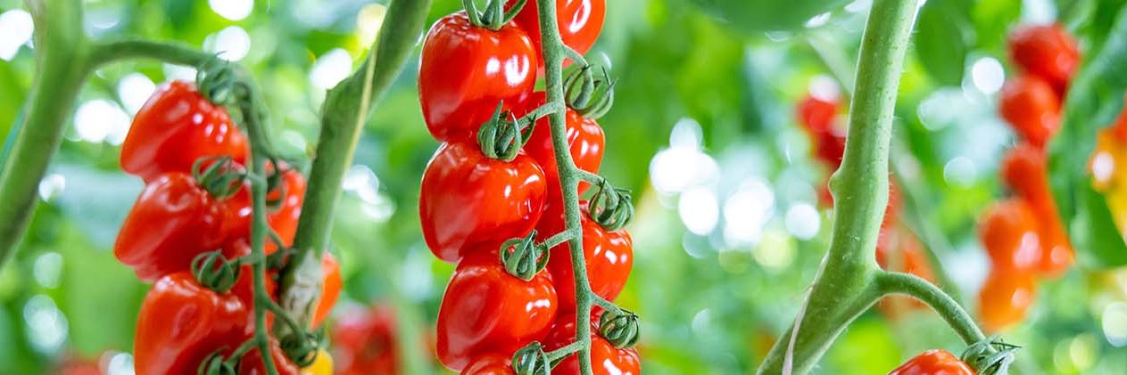 redstartomatoes's profile banner image