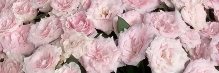 MeuMoreFiuk's profile banner image