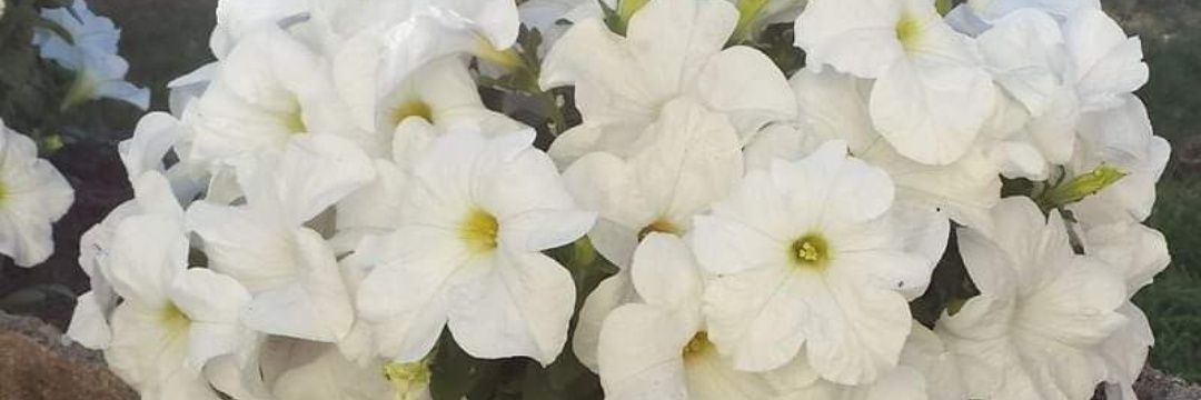 Mabel Zingaretti banner