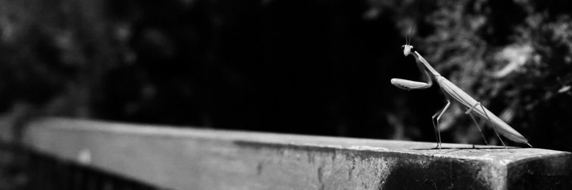 crudisanchez's profile banner image