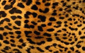 piondrockabilly's profile banner image