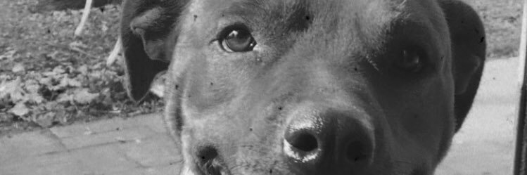 antonellamoner's profile banner image