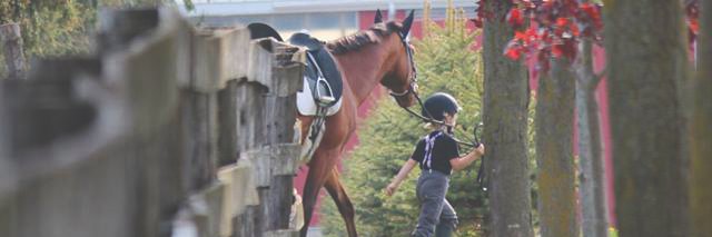 StableComfort's profile banner image