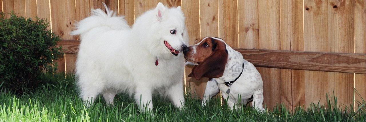 FunDogs's profile banner image
