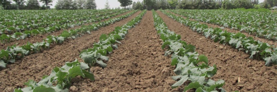 Travis Cranmer banner