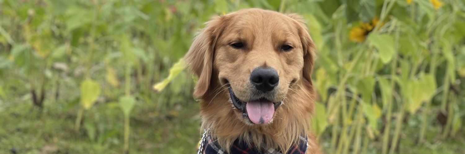 gubbabump's profile banner image