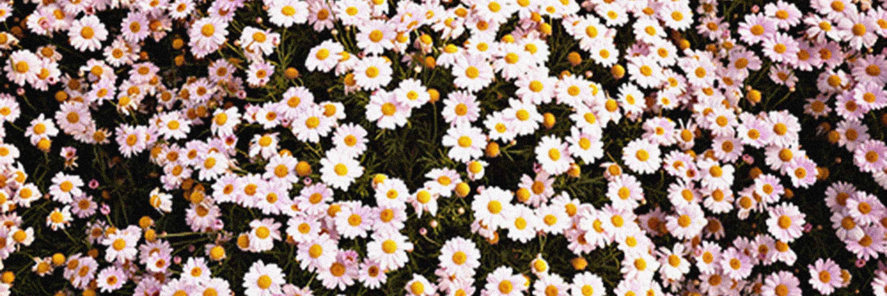 ValCandia12's profile banner image