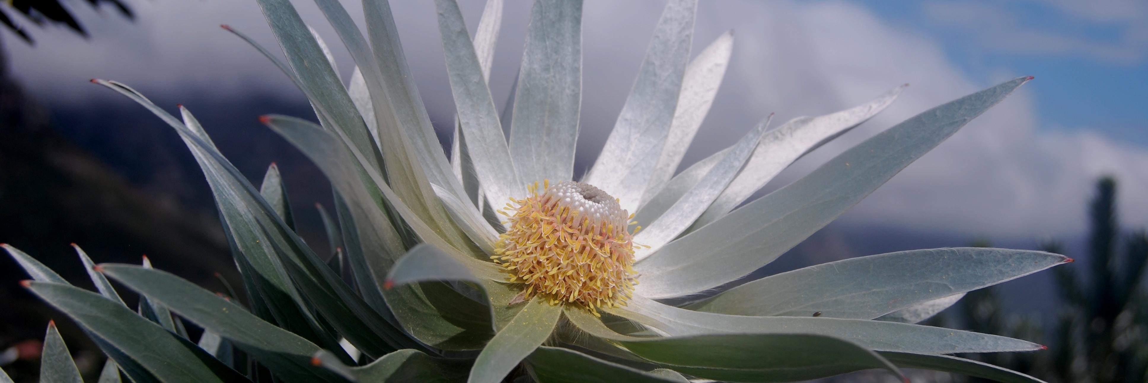 skelrob@gmail.com banner