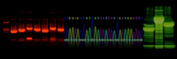 genologos Profile Banner