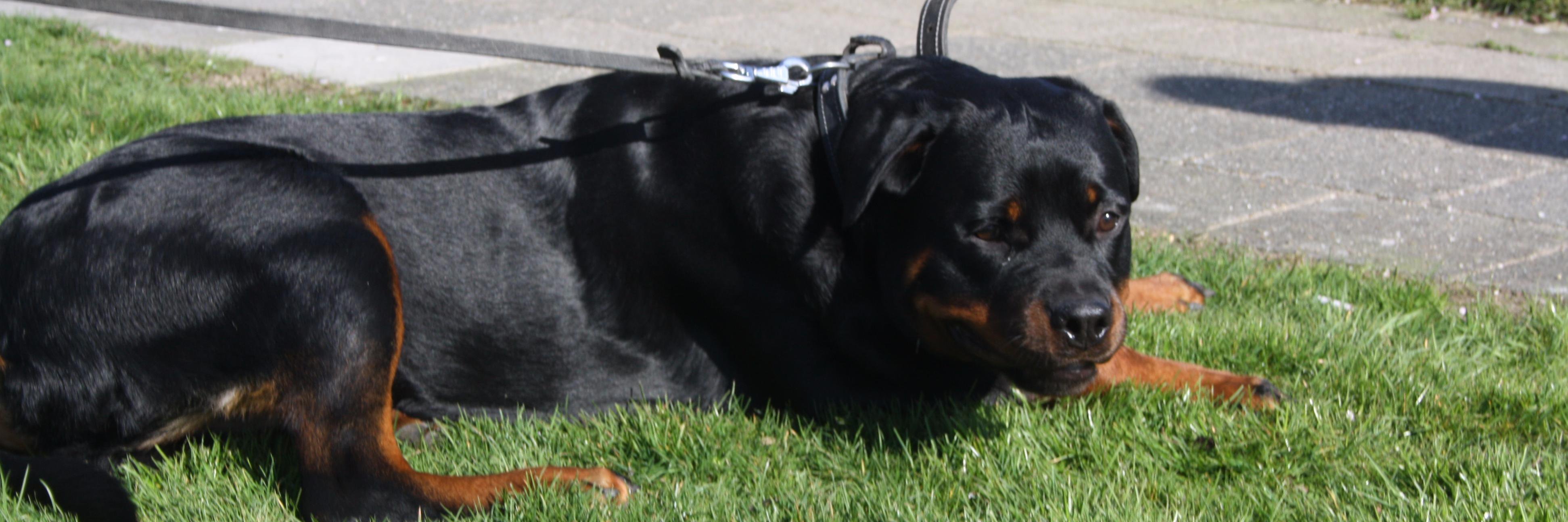 dikkievandijk18's profile banner image