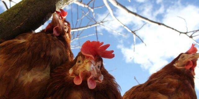 RoosterSinger's profile banner image